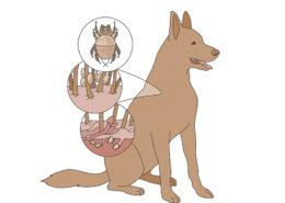 studio-sabine-infographic-all-about-pet-food-01-2